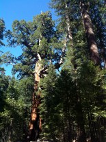 Redwood trees, services tab
